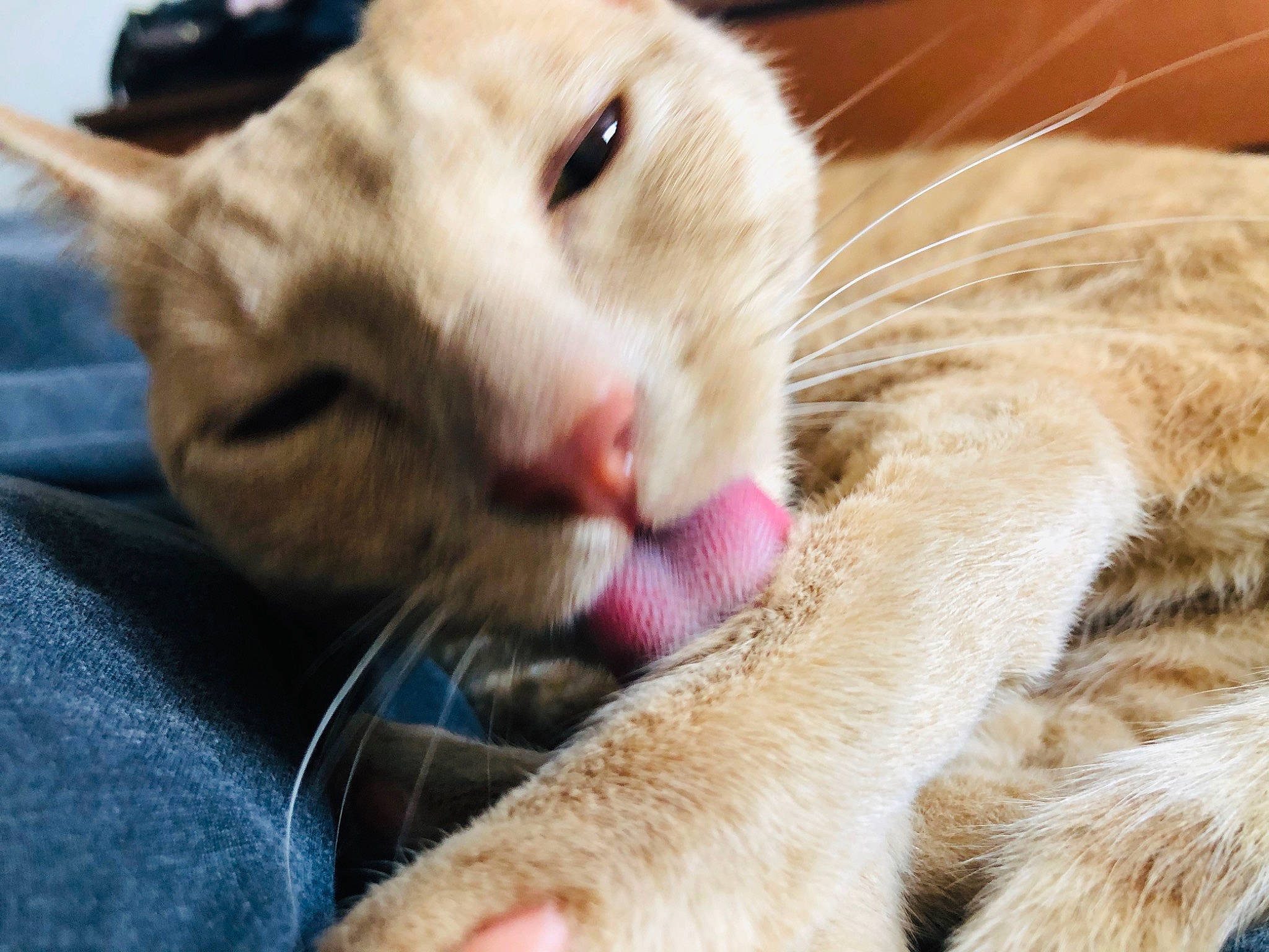 Billy a rejoint le concours — aidez-le/la à gagner de superbes lots ! aegean_cat, asian, carnivore, cat, claw, close_up, european_shorthair, eye, fawn, felidae, fur, mammal, nose, oriental_longhair, paw, singapura, small_to_medium_sized_cats, snout, tabby_cat, whiskers