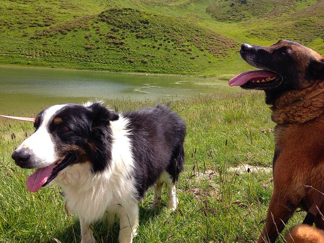 Billy participe au concours pour gagner de l'argent avec cette photo : australian_collie, border_collie, bucovina_shepherd_dog, canidae, carnivore, carpathian_shepherd_dog, dog, dog_breed, english_shepherd, grass, herding_dog, karakachan_dog, mammal, rare_breed_dog, sporting_group, stabyhoun, tornjak, vertebrate, welsh_sheepdog, working_dog