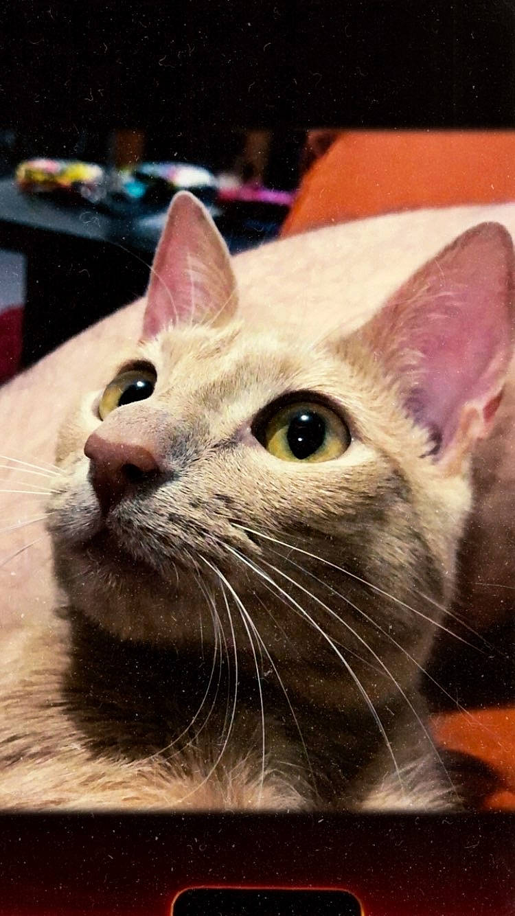 Simba participe au concours pour gagner de l'argent avec cette photo : asian, carnivore, cat, domestic_short_haired_cat, felidae, kitten, mammal, small_to_medium_sized_cats, snout, vertebrate, whiskers