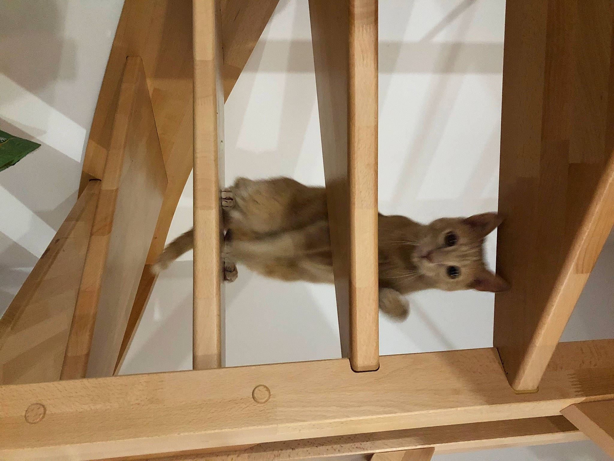 Simba a rejoint le concours — aidez-le/la à gagner de superbes lots ! carnivore, fawn, hardwood, product, room, stairs, wood