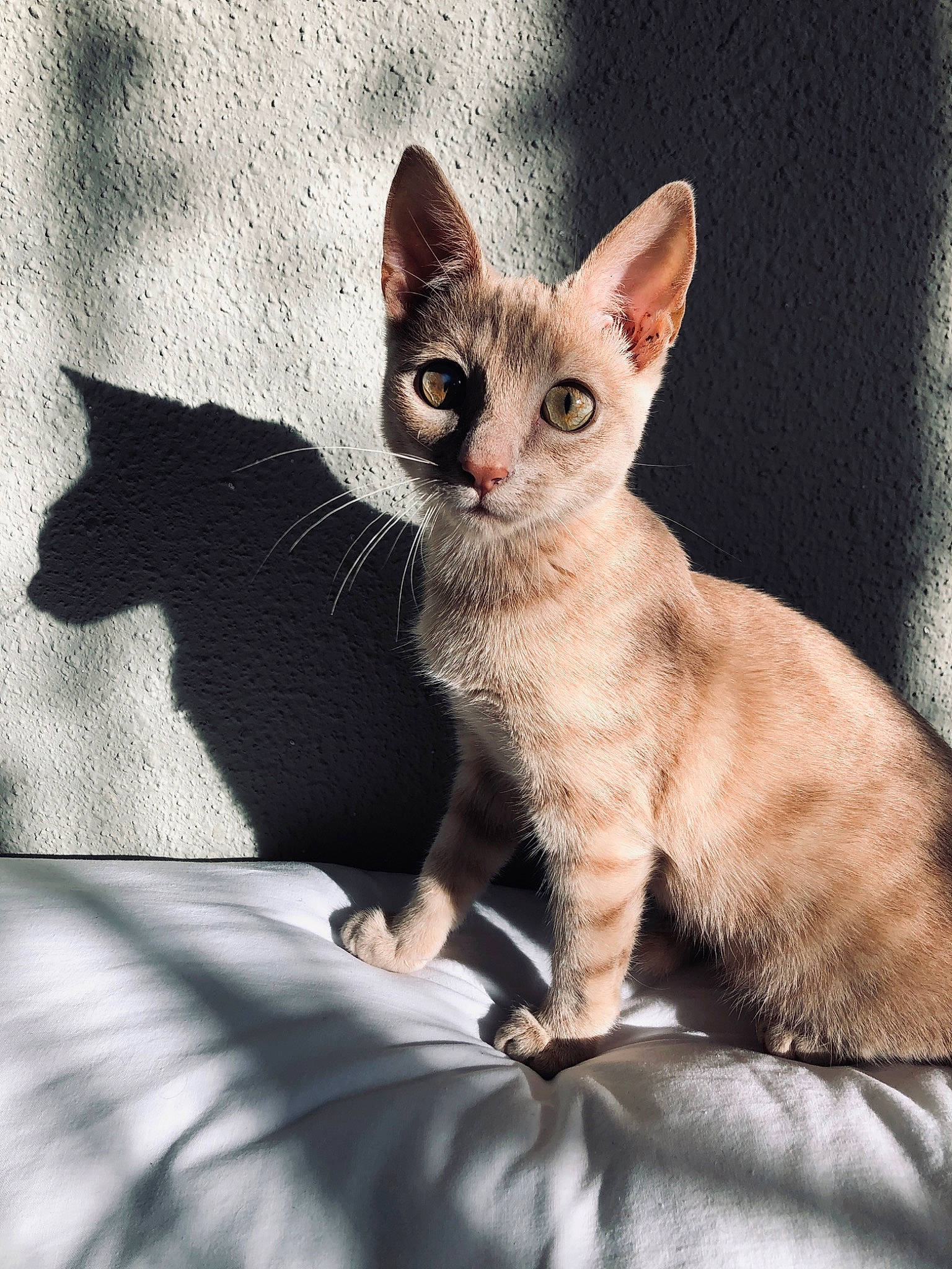 Simba participe au concours pour gagner de l'argent avec cette photo : arabian_mau, asian, carnivore, cat, cornish_rex, devon_rex, domestic_short_haired_cat, ear, european_shorthair, fawn, felidae, german_rex, javanese, kitten, mammal, rex_cat, singapura, small_to_medium_sized_cats, vertebrate, whiskers