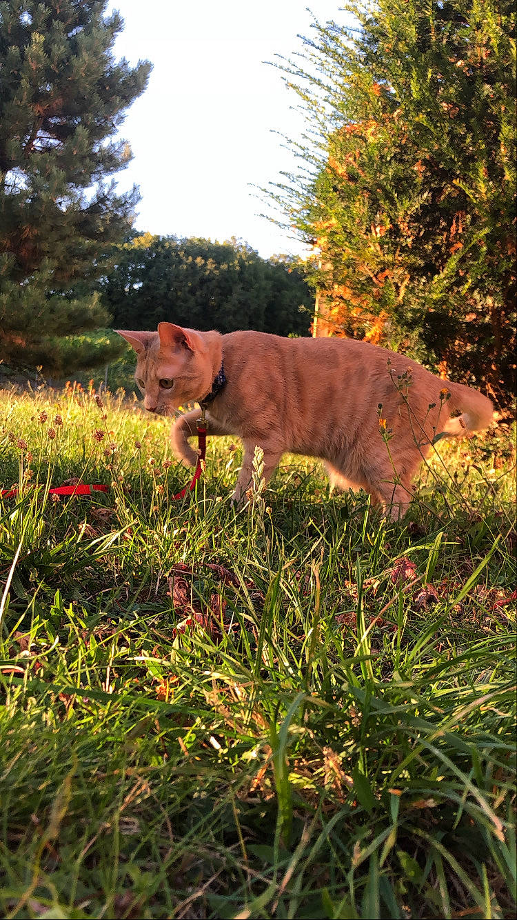 Simba participe au concours pour gagner de l'argent avec cette photo : autumn, canidae, ear, fawn, grass, grass_family, leaf, pasture, plant, shrub, sporting_group, sunlight, tail, tree, wildlife