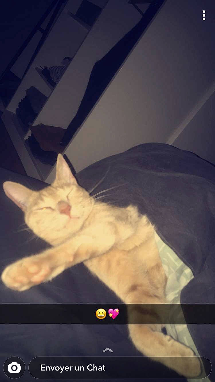 Simba a rejoint le concours — aidez-le/la à gagner de superbes lots ! burmilla, carnivore, cat, colorpoint_shorthair, ear, fawn, felidae, kitten, photo_caption, sky, small_to_medium_sized_cats, snapshot, tail, whiskers