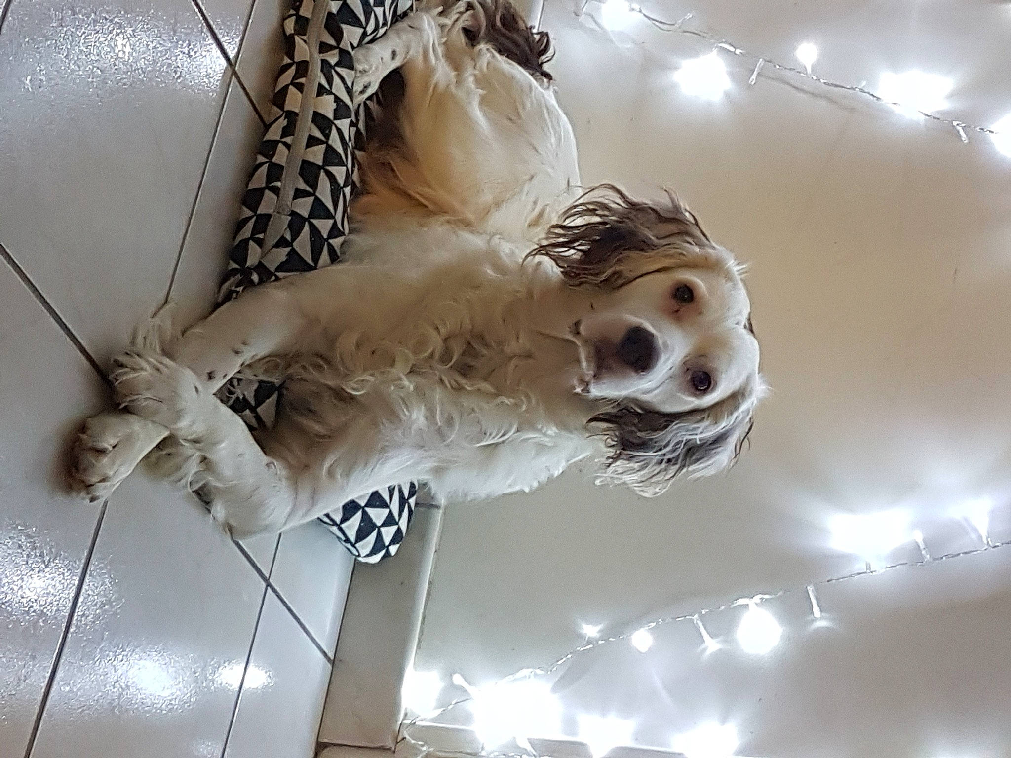 Buddy participe au concours pour gagner de l'argent avec cette photo : art, automotive_design, ceiling, ceiling_fixture, event, fashion_accessory, feather, glass, light_fixture, lighting_accessory, metal, monochrome_photography, sculpture, still_life_photography, transparent_material, twig, wing, wire