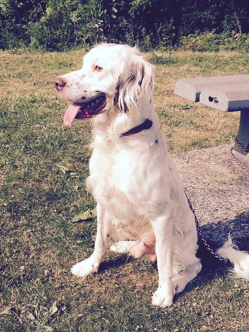 Buddy participe au concours pour gagner de l'argent avec cette photo : canidae, carnivore, chair, companion_dog, dog, dog_breed, dog_collar, grass, gun_dog, hunting_dog, plant, retriever, soil, sporting_group, tail, tree, working_animal, working_dog