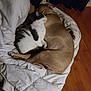 cat, dog, blanket, bed, sleeping, indoor, pet, animal, cozy, wood_floor, white_blanket, nap, fur, domestic, resting, companion, friendship, comfort, relaxed, snuggle