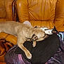 dog, cat, couch, leather, blanket, sleeping, pet, animal, indoor, cozy, tabby_cat, tan_dog, furniture, resting, relaxation, pillow, domestic_animal, home, companion, nap