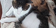 Luffy participe au concours pour gagner de l'argent avec cette photo : cat, dog, blanket, snuggling, sleeping, cozy, fur, pet, animal, indoor, resting, comfort, cute, friendship, relaxation, companion, warm, soft, domestic, close