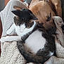 cat, dog, blanket, snuggling, sleeping, cozy, fur, pet, animal, indoor, resting, comfort, cute, friendship, relaxation, companion, warm, soft, domestic, close
