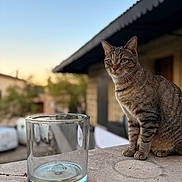 Shadow a rejoint le concours — aidez-le/la à gagner de superbes lots ! cat, tabby_cat, glass, container, ledge, stone, outdoor, sunset, blurred_background, building, window, tree, animal, pet, feline, calm, sitting, nature, daylight, domestic_cat