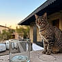 cat, tabby_cat, glass, container, ledge, stone, outdoor, sunset, blurred_background, building, window, tree, animal, pet, feline, calm, sitting, nature, daylight, domestic_cat