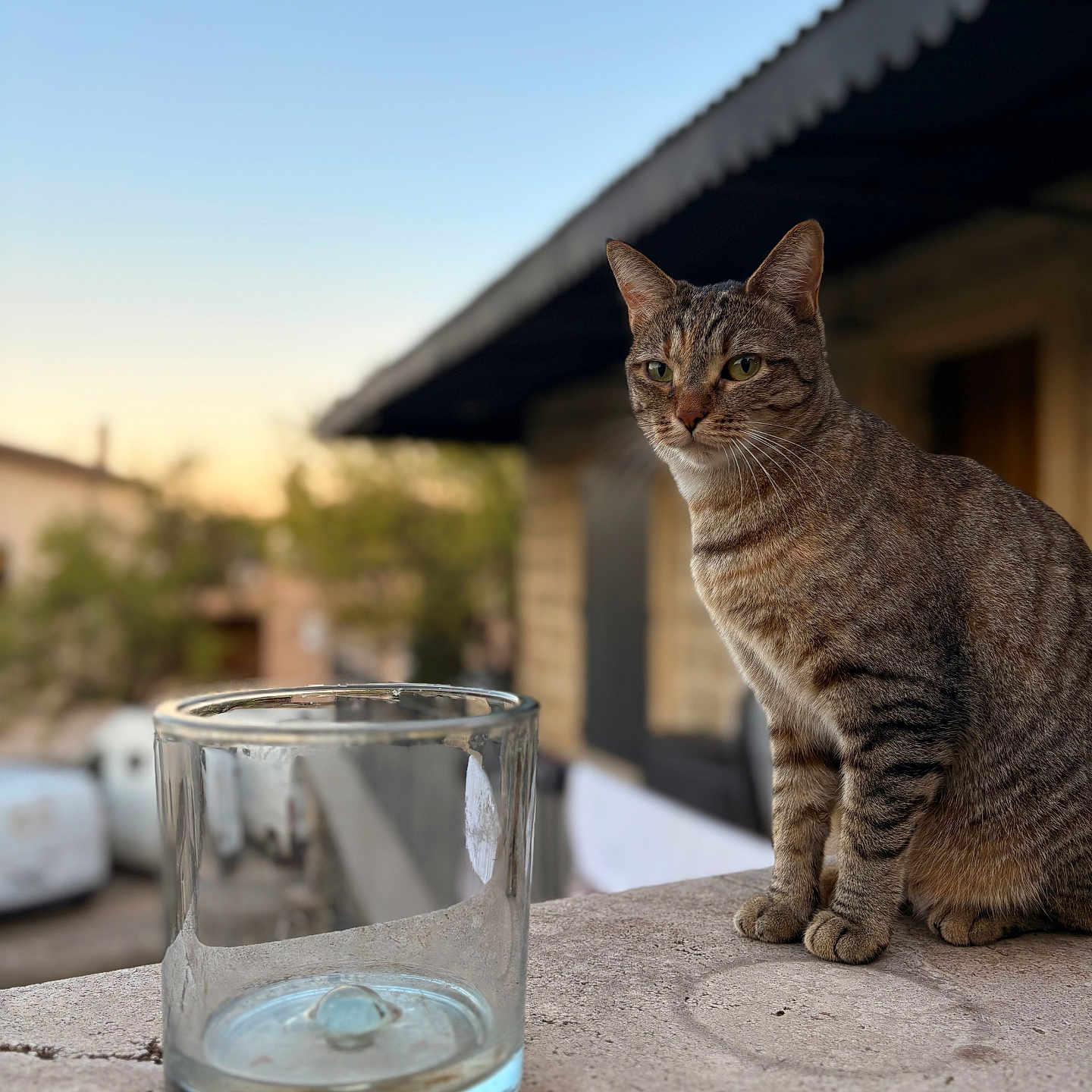 Shadow a rejoint le concours — aidez-le/la à gagner de superbes lots ! animal, blurred_background, building, calm, cat, container, daylight, domestic_cat, feline, glass, ledge, nature, outdoor, pet, sitting, stone, sunset, tabby_cat, tree, window