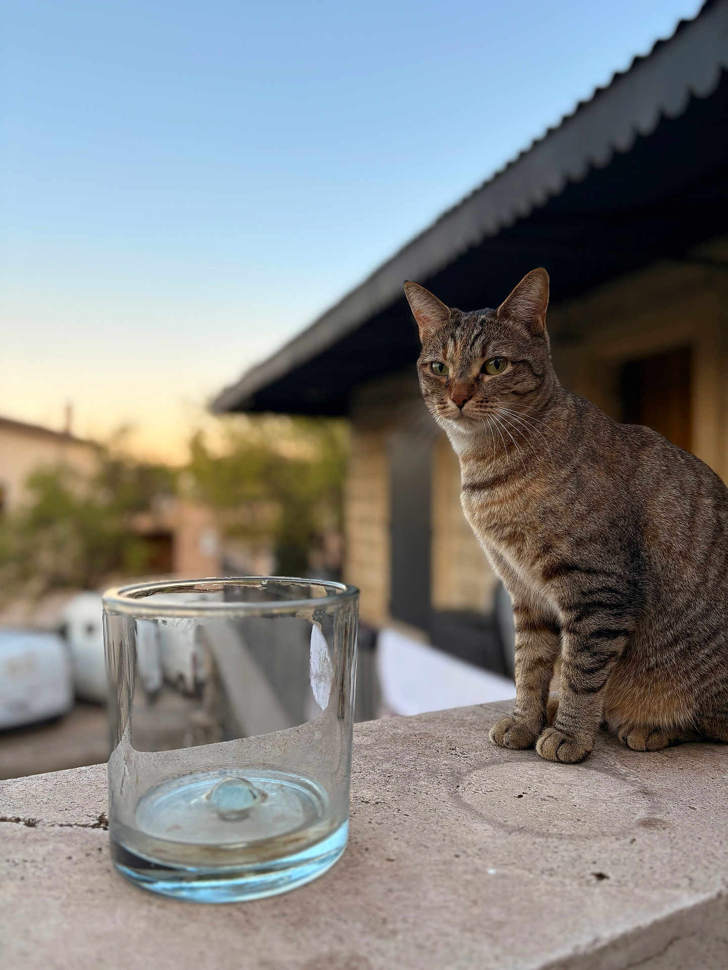 Shadow a rejoint le concours — aidez-le/la à gagner de superbes lots ! cat, tabby_cat, glass, container, ledge, stone, outdoor, sunset, blurred_background, building, window, tree, animal, pet, feline, calm, sitting, nature, daylight, domestic_cat