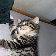 Oly participe au concours pour gagner de l'argent avec cette photo : kitten, cat, tabby, striped_fur, sleeping, lying_down, raised_paw, cute, fluffy, whiskers, pink_nose, closed_eyes, pet, animal, bed, blanket, bedroom, indoor, cozy, portrait