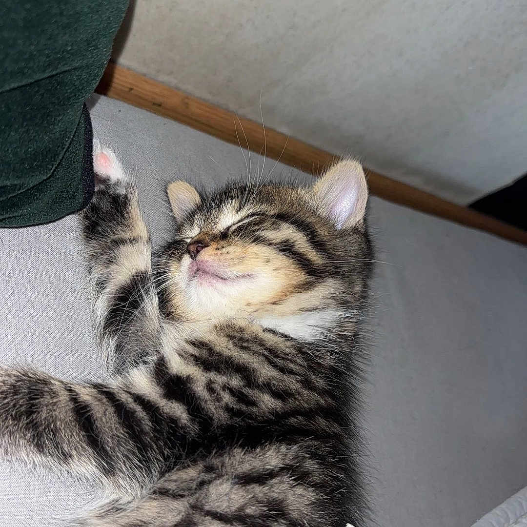 Oly participe au concours pour gagner de l'argent avec cette photo : kitten, cat, tabby, striped_fur, sleeping, lying_down, raised_paw, cute, fluffy, whiskers, pink_nose, closed_eyes, pet, animal, bed, blanket, bedroom, indoor, cozy, portrait