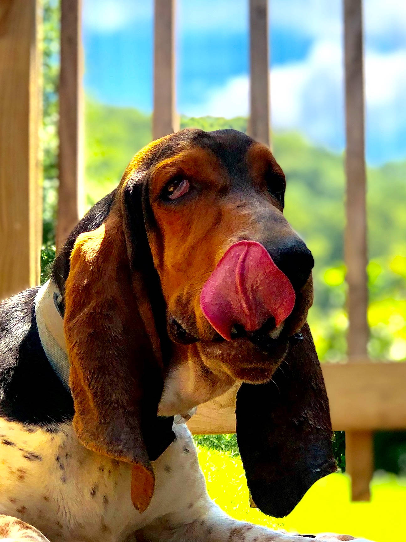 Flash is registered to the contest to win money with this photo: basset_artesien_normand, basset_bleu_de_gascogne, basset_hound, bracco_italiano, canidae, carnivore, coonhound, dog, dog_breed, ear, gascon_saintongeois, hound, hunting_dog, mammal, schweizer_laufhund, snout, sporting_group, vertebrate