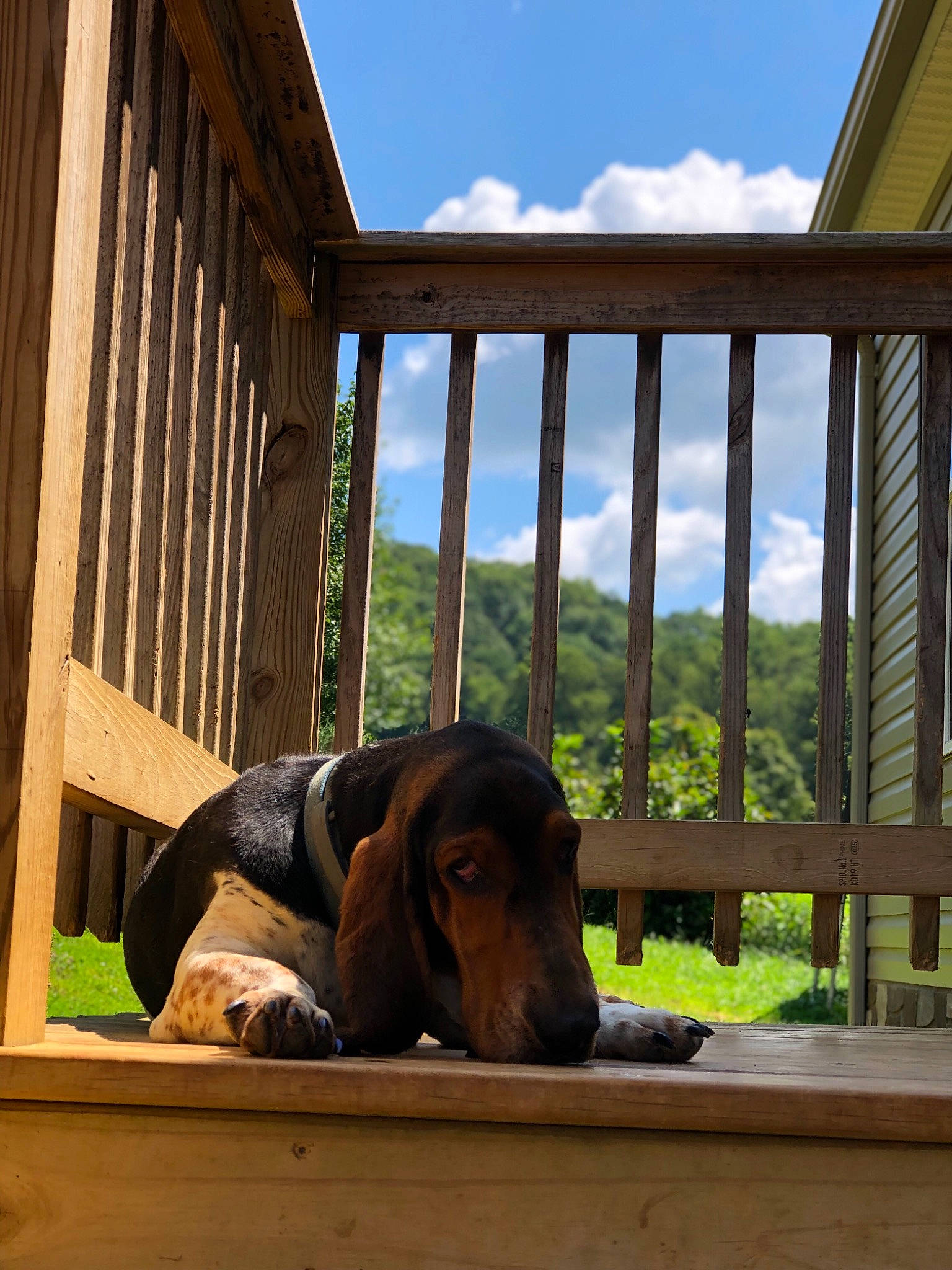 Flash joined the competition — help win amazing prizes! basset_hound, canidae, carnivore, coonhound, dog, dog_breed, home, hound, house, hunting_dog, sporting_group, window