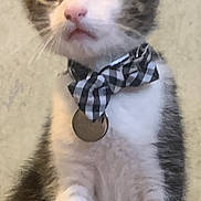 Oliver joined the competition — help win amazing prizes! kitten, cat, pet, bow_tie, collar, white_fur, gray_fur, sitting, cute, young_animal, indoor, curious, small, animal, face, whiskers, ears, fur, portrait, looking_up