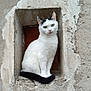 Minnie participe au concours pour gagner de l'argent avec cette photo : alert, animal, black_markings, calm, cat, closeup, curious, feline, green_eyes, natural_light, outdoor, pet, portrait, quiet, rough_texture, sitting, still_life, stone_wall, white_cat, window_niche