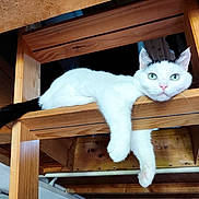 Minnie a rejoint le concours — aidez-le/la à gagner de superbes lots ! animal, black_tail, cat, ceiling, curious, domestic, feline, green_eyes, house, indoor, lounge, paws, pet, portrait, relaxed, resting, white_cat, wood, wooden_beams, wooden_shelf