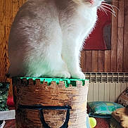 Minnie a rejoint le concours — aidez-le/la à gagner de superbes lots ! cat, white_cat, wooden_stump, carved_wood, painted_wood, indoor, wood_panel_wall, painting, artwork, furniture, cushion, table, crochet_doily, cozy, animal, pet, domestic_cat, sitting, portrait, room