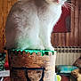 cat, white_cat, wooden_stump, carved_wood, painted_wood, indoor, wood_panel_wall, painting, artwork, furniture, cushion, table, crochet_doily, cozy, animal, pet, domestic_cat, sitting, portrait, room