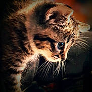 Stanley is registered to the contest to win money with this photo: animal, cat, close_up, curious, cute, dark_background, feline, fur, indoor, kitten, looking_down, mammal, pet, portrait, profile, side_view, soft_light, tabby, whiskers, young