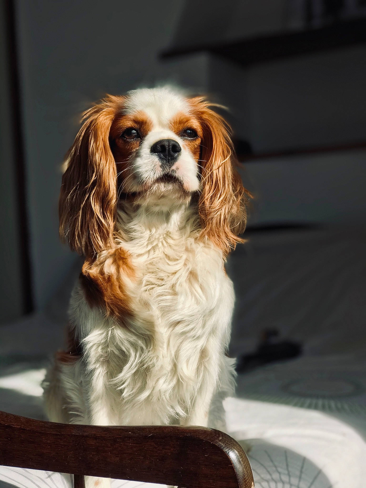 Naico participe au concours pour gagner de l'argent avec cette photo : canidae, carnivore, cavalier, cavalier_king_charles_spaniel, companion_dog, dog, dog_breed, fawn, king_charles_spaniel, mammal, phalene, puppy, rare_breed_dog, snout, spaniel, sporting_group, toy_dog, vertebrate