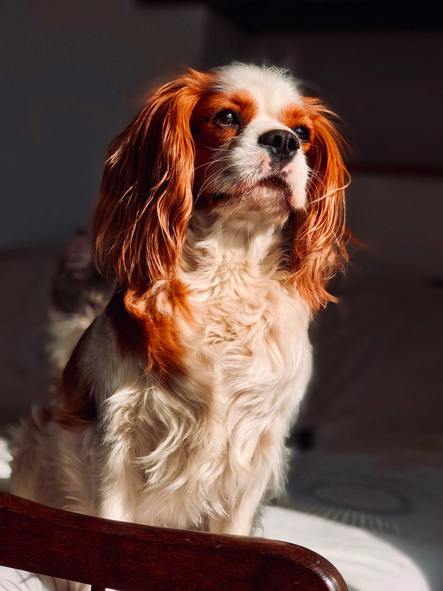 Naico participe au concours pour gagner de l'argent avec cette photo : canidae, carnivore, cavalier, cavalier_king_charles_spaniel, companion_dog, dog, dog_breed, fawn, king_charles_spaniel, liver, mammal, phalene, rare_breed_dog, snout, spaniel, sporting_group, toy_dog, vertebrate