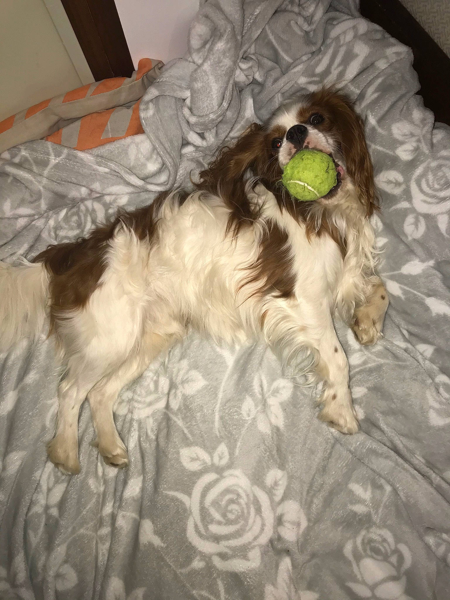 Naico a rejoint le concours — aidez-le/la à gagner de superbes lots ! american_cocker_spaniel, canidae, carnivore, cavalier_king_charles_spaniel, cavapoo, cocker_spaniel, companion_dog, dog, dog_breed, english_cocker_spaniel, king_charles_spaniel, mammal, phalene, rare_breed_dog, russian_spaniel, shih_tzu, spaniel, sporting_group, vertebrate