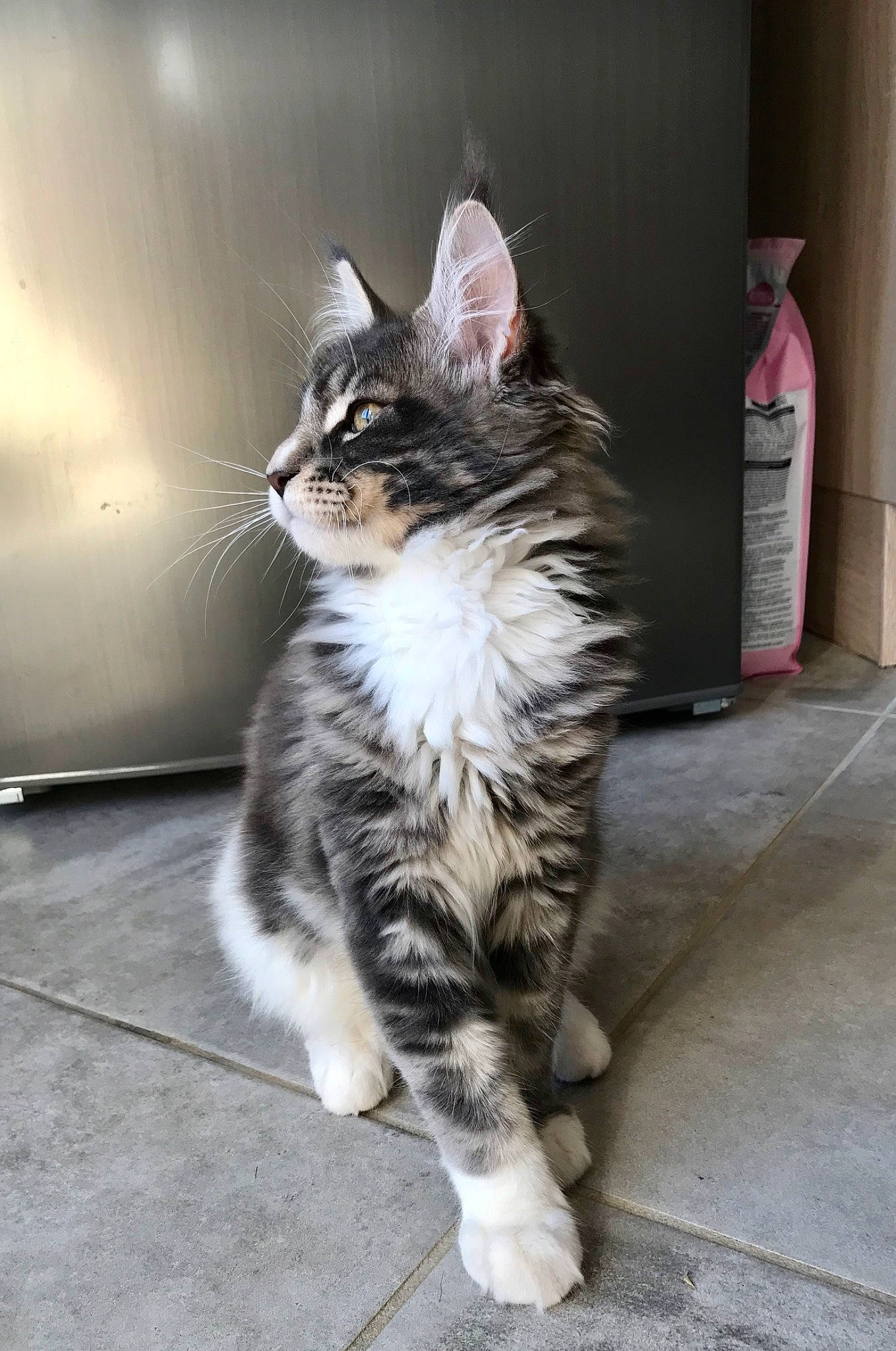 Pirate participe au concours pour gagner de l'argent avec cette photo : aegean_cat, carnivore, cat, domestic_long_haired_cat, domestic_short_haired_cat, dragon_li, european_shorthair, felidae, fur, kitten, kurilian_bobtail, maine_coon, mammal, norwegian_forest_cat, siberian, small_to_medium_sized_cats, snout, tabby_cat, whiskers, wild_cat