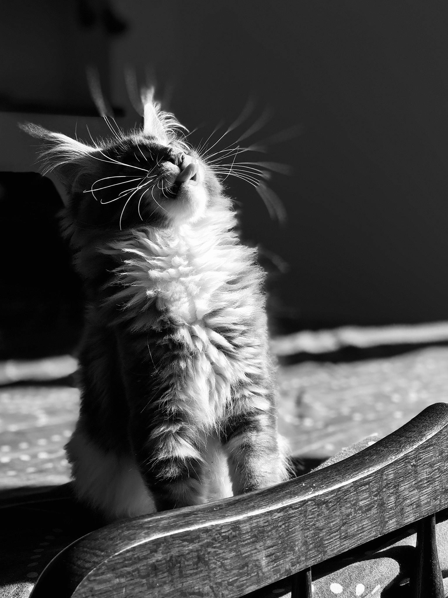 Pirate a rejoint le concours — aidez-le/la à gagner de superbes lots ! black, black_and_white, carnivore, cat, domestic_short_haired_cat, felidae, fur, kitten, leg, monochrome, monochrome_photography, paw, photography, sitting, small_to_medium_sized_cats, still_life_photography, stock_photography, sunlight, whiskers, white