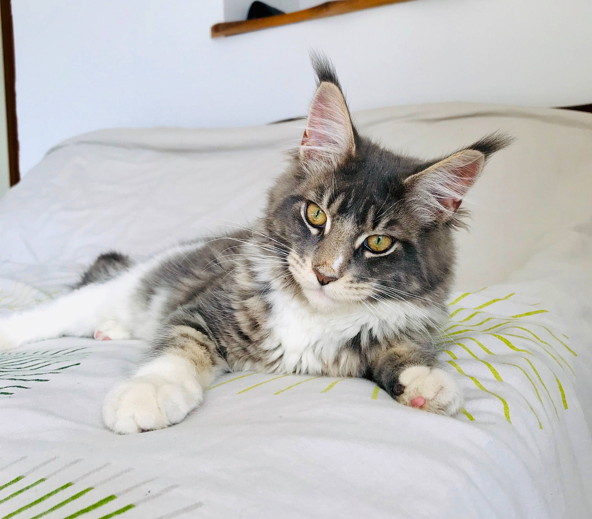 Pirate a rejoint le concours — aidez-le/la à gagner de superbes lots ! american_shorthair, carnivore, cat, domestic_short_haired_cat, dragon_li, ear, european_shorthair, eye, felidae, fur, kitten, maine_coon, mammal, norwegian_forest_cat, small_to_medium_sized_cats, tabby_cat, vertebrate, whiskers