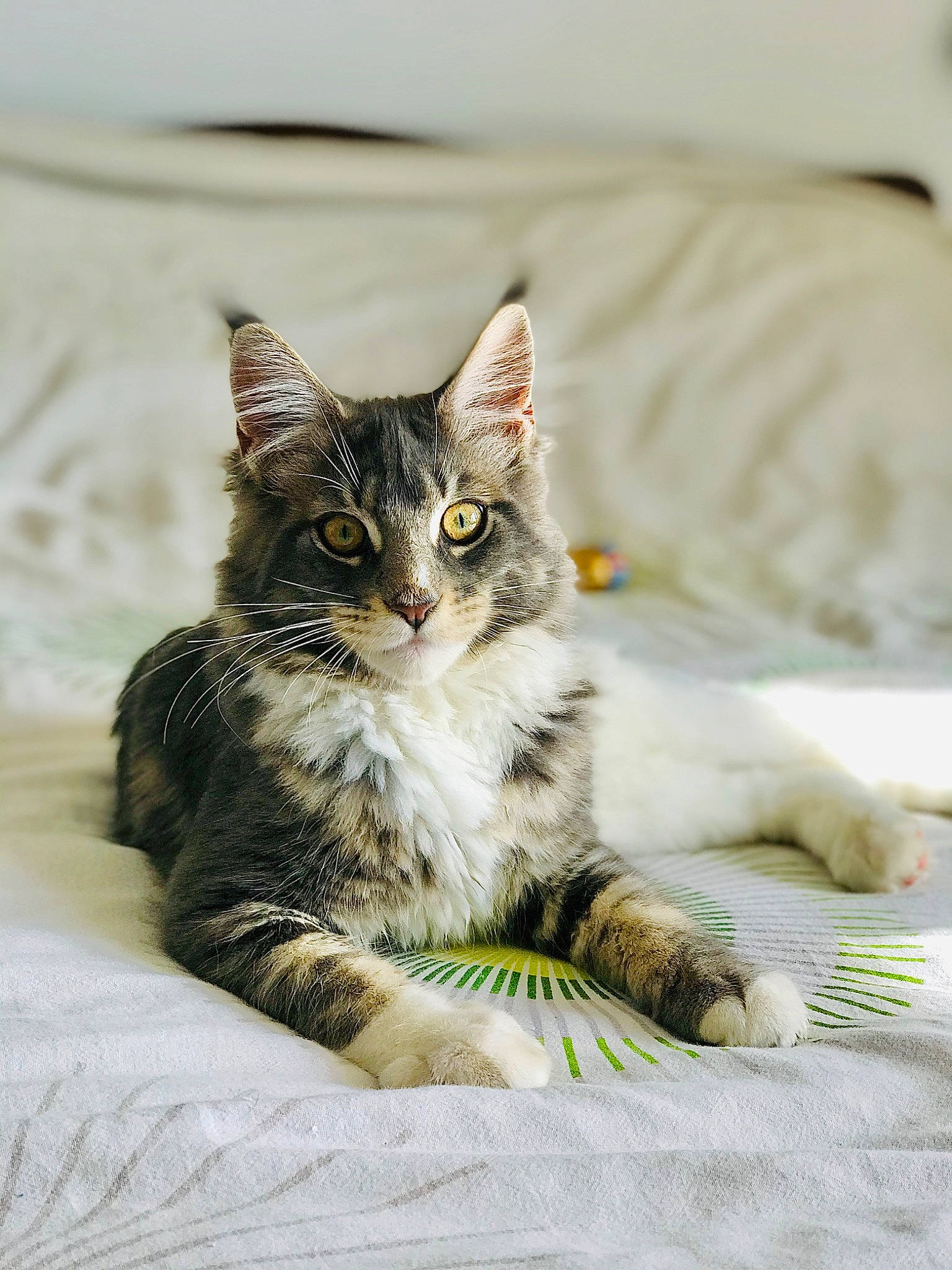 Pirate participe au concours pour gagner de l'argent avec cette photo : aegean_cat, american_bobtail, american_shorthair, american_wirehair, asian, carnivore, cat, domestic_short_haired_cat, dragon_li, european_shorthair, eye, felidae, kitten, maine_coon, mammal, norwegian_forest_cat, small_to_medium_sized_cats, tabby_cat, vertebrate, whiskers