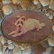 Schainy is registered to the contest to win money with this photo: dog, pet, vintage_photo, framed_photo, seashell_frame, seashells, ball, tongue_out, grass, lying_down, white_fur, portrait, oval_frame, retro, nostalgic, decorative, closeup, textured, home_decor, smiling