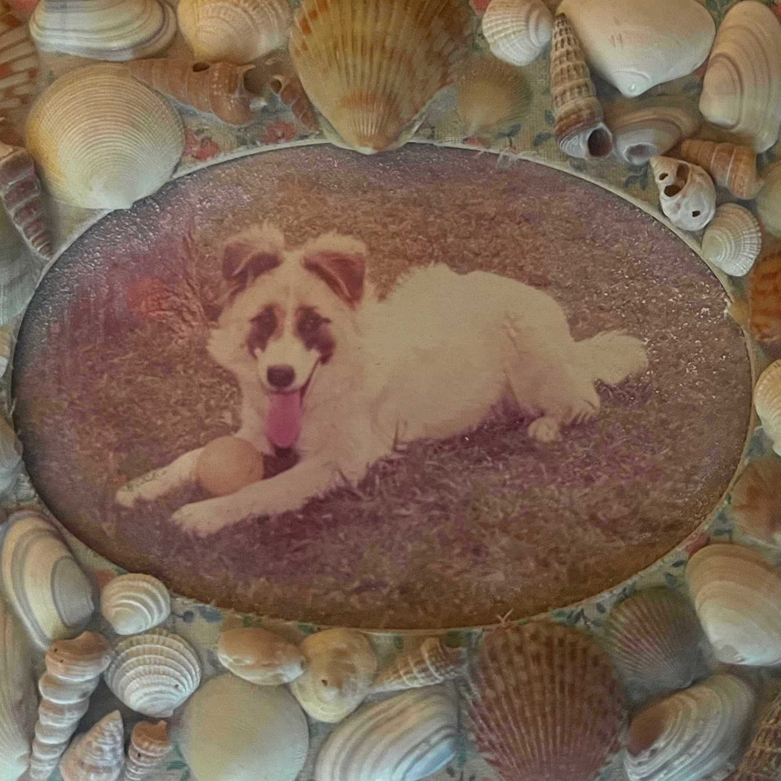 Schainy is registered to the contest to win money with this photo: ball, closeup, decorative, dog, framed_photo, grass, home_decor, lying_down, nostalgic, oval_frame, pet, portrait, retro, seashell_frame, seashells, smiling, textured, tongue_out, vintage_photo, white_fur