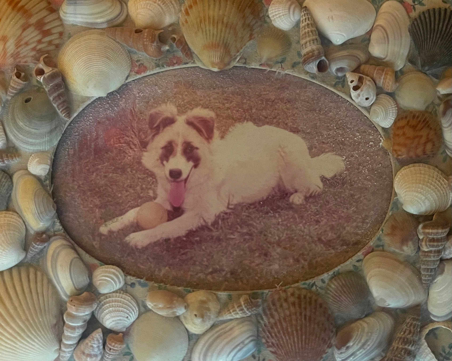 Schainy is registered to the contest to win money with this photo: dog, pet, vintage_photo, framed_photo, seashell_frame, seashells, ball, tongue_out, grass, lying_down, white_fur, portrait, oval_frame, retro, nostalgic, decorative, closeup, textured, home_decor, smiling