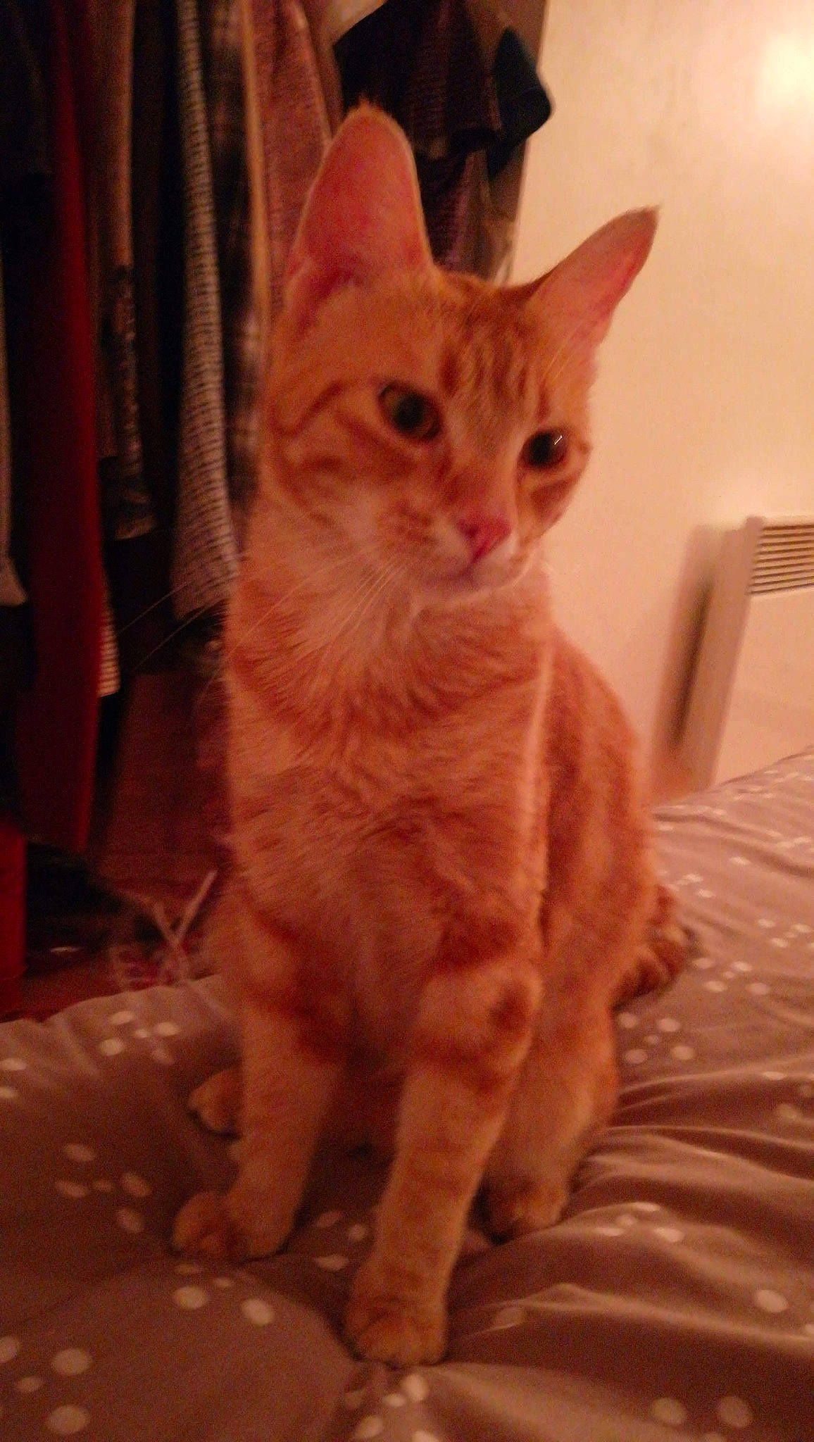 Pitho participe au concours pour gagner de l'argent avec cette photo : carnivore, cat, curtain, domestic_short_haired_cat, eye, fawn, felidae, flooring, fur, head, paw, peach, small_to_medium_sized_cats, snout, tail, terrestrial_animal, whiskers, window, wood