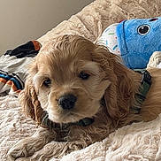 Beerus a rejoint le concours — aidez-le/la à gagner de superbes lots ! dog, puppy, cocker_spaniel, fluffy, apricot_coat, curly_fur, long_ears, brown_eyes, black_nose, lying_down, bed, blanket, stuffed_toy, bedroom, indoors, pet, collar, harness, portrait, cute