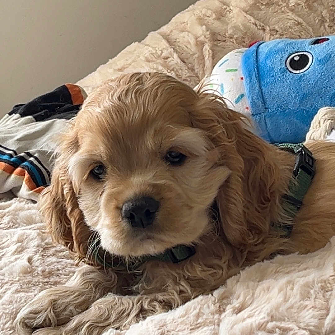 Beerus a rejoint le concours — aidez-le/la à gagner de superbes lots ! dog, puppy, cocker_spaniel, fluffy, apricot_coat, curly_fur, long_ears, brown_eyes, black_nose, lying_down, bed, blanket, stuffed_toy, bedroom, indoors, pet, collar, harness, portrait, cute
