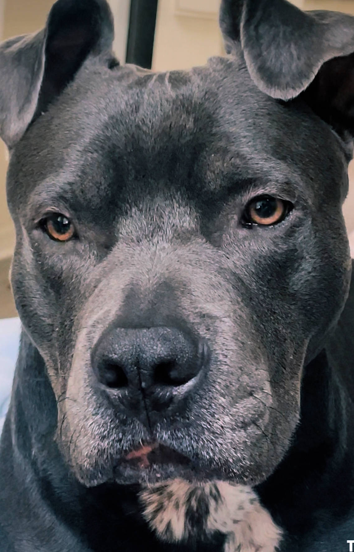 Draco joined the competition — help win amazing prizes! ancient_dog_breeds, canidae, carnivore, companion_dog, dog, dog_breed, dog_collar, ear, eye, fawn, fur, grey, head, non_sporting_group, snout, sporting_group, whiskers, working_animal, working_dog