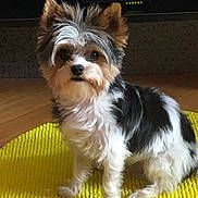 Tahoe participe au concours pour gagner de l'argent avec cette photo : dog, small_dog, fluffy, tri_color, pet, indoor, yellow_mat, wooden_floor, sitting, cute, fur, animal, companion, ears, eyes, paw, portrait, domestic, furry, alert