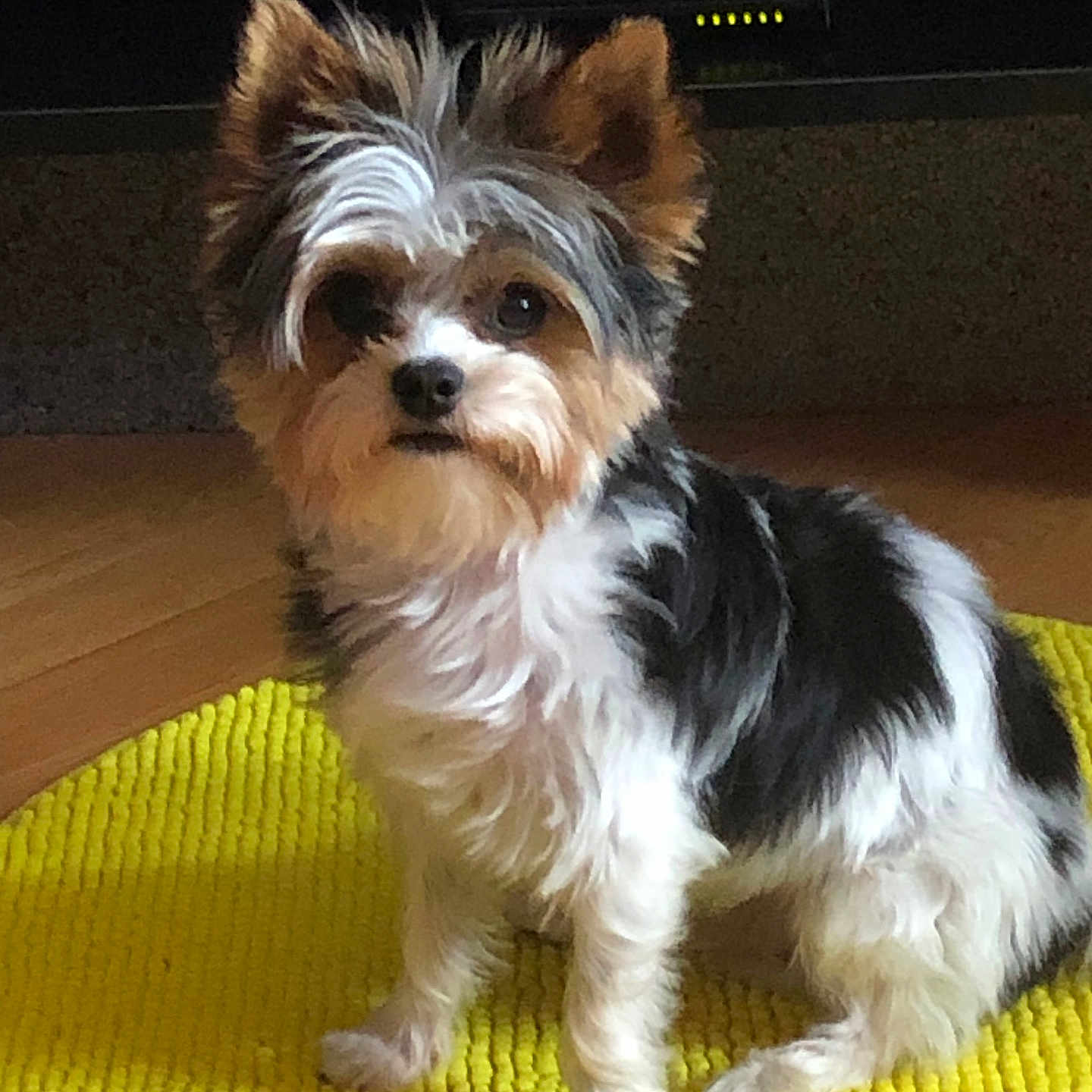 Tahoe participe au concours pour gagner de l'argent avec cette photo : alert, animal, companion, cute, dog, domestic, ears, eyes, fluffy, fur, furry, indoor, paw, pet, portrait, sitting, small_dog, tri_color, wooden_floor, yellow_mat