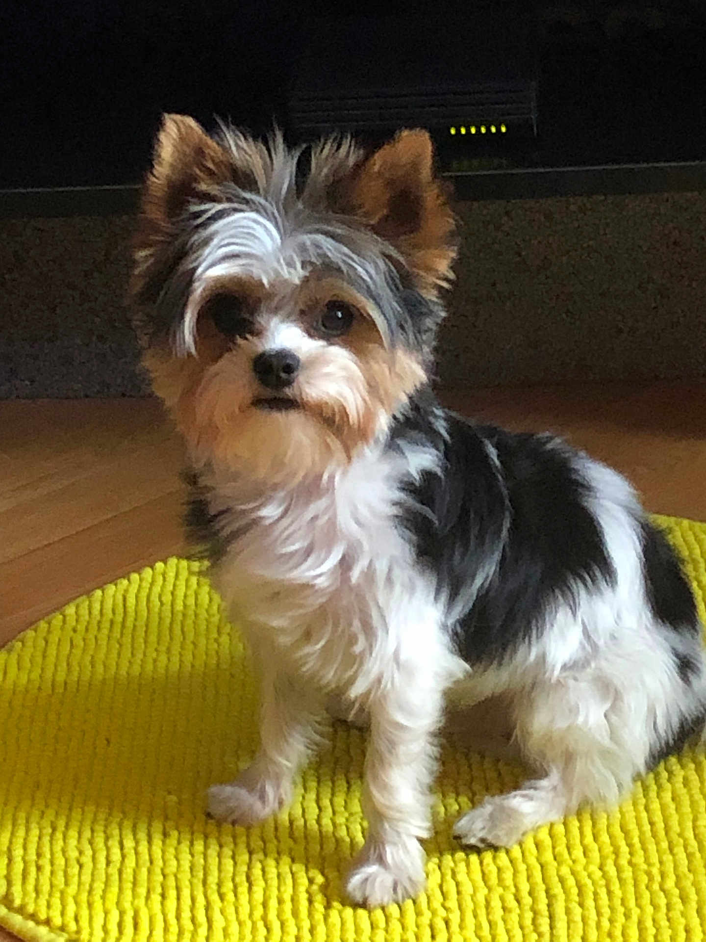Tahoe participe au concours pour gagner de l'argent avec cette photo : dog, small_dog, fluffy, tri_color, pet, indoor, yellow_mat, wooden_floor, sitting, cute, fur, animal, companion, ears, eyes, paw, portrait, domestic, furry, alert