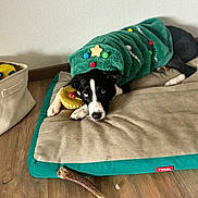 Vaïka participe au concours pour gagner de l'argent avec cette photo : dog, heterochromia, christmas_sweater, green_sweater, plush_toy, yellow_toy, dog_bed, wooden_floor, chew_stick, black_and_white_dog, indoor, resting, lying_down, heterochromatic_eyes, pet, animal, holiday, cozy, cute, wall