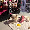 dog, small_dog, fluffy_dog, pet_clothing, pink, black, rug, indoor, plush_toys, hello_kitty, mugs, shelf, clothing, floor, cozy, decor, stuffed_animal, cute, relaxed, home