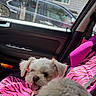 dog, white_dog, pet, car_interior, car_seat, pink_seat_cover, zebra_pattern, sunlight, window, vehicle, happy, tongue_out, fluffy, small_dog, seatbelt, door_panel, reflection, outdoor_view, house, daylight