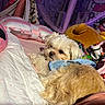 dog, bed, pillow, blanket, plush_toy, stuffed_animal, indoor, cozy, cute, animal, fluffy, resting, soft_lighting, pink, decor, room, fabric, comfort, fur, relaxation