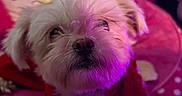 Elsa is registered to the contest to win money with this photo: dog, white_dog, small_dog, plush_toy, hello_kitty, blanket, polka_dot, red_clothing, indoor, pet, cute, fur, nose, face, soft_lighting, purple_light, pink_light, cozy, toy, animal