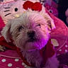 dog, white_dog, small_dog, plush_toy, hello_kitty, blanket, polka_dot, red_clothing, indoor, pet, cute, fur, nose, face, soft_lighting, purple_light, pink_light, cozy, toy, animal